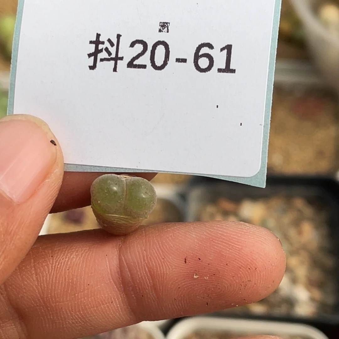 水*冻20-61肉锥多肉植物