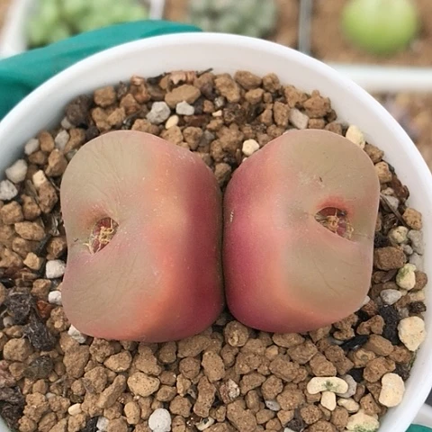 多肉肉锥双头红蟠桃