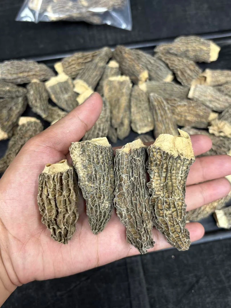 大冰精选全剪柄羊肚菌6到8公分