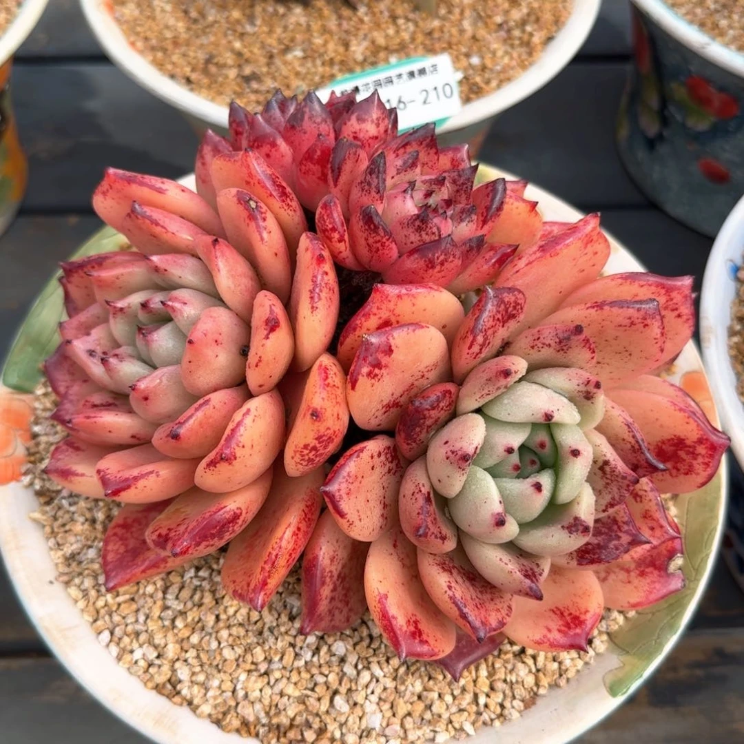 从前慢多肉精选编号0216.210