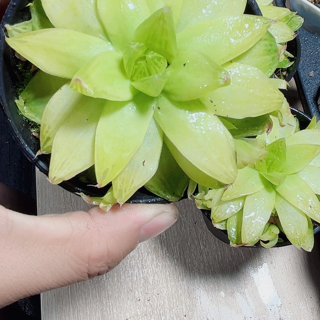 黄金雨露新手好养