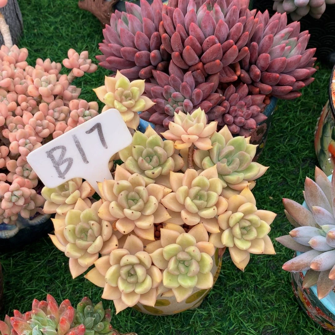 彭***彭多肉植物63736373773