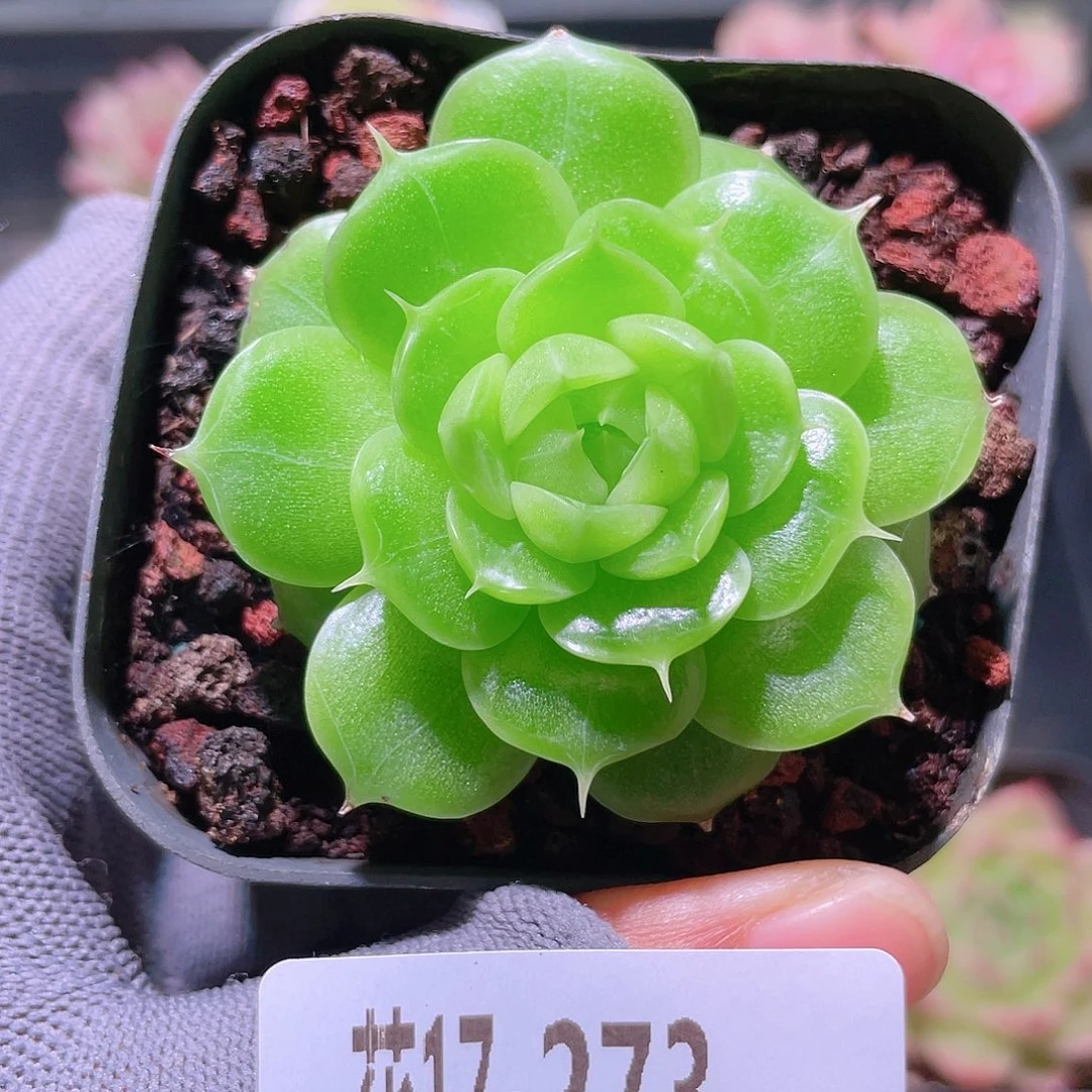花利美17-273海王