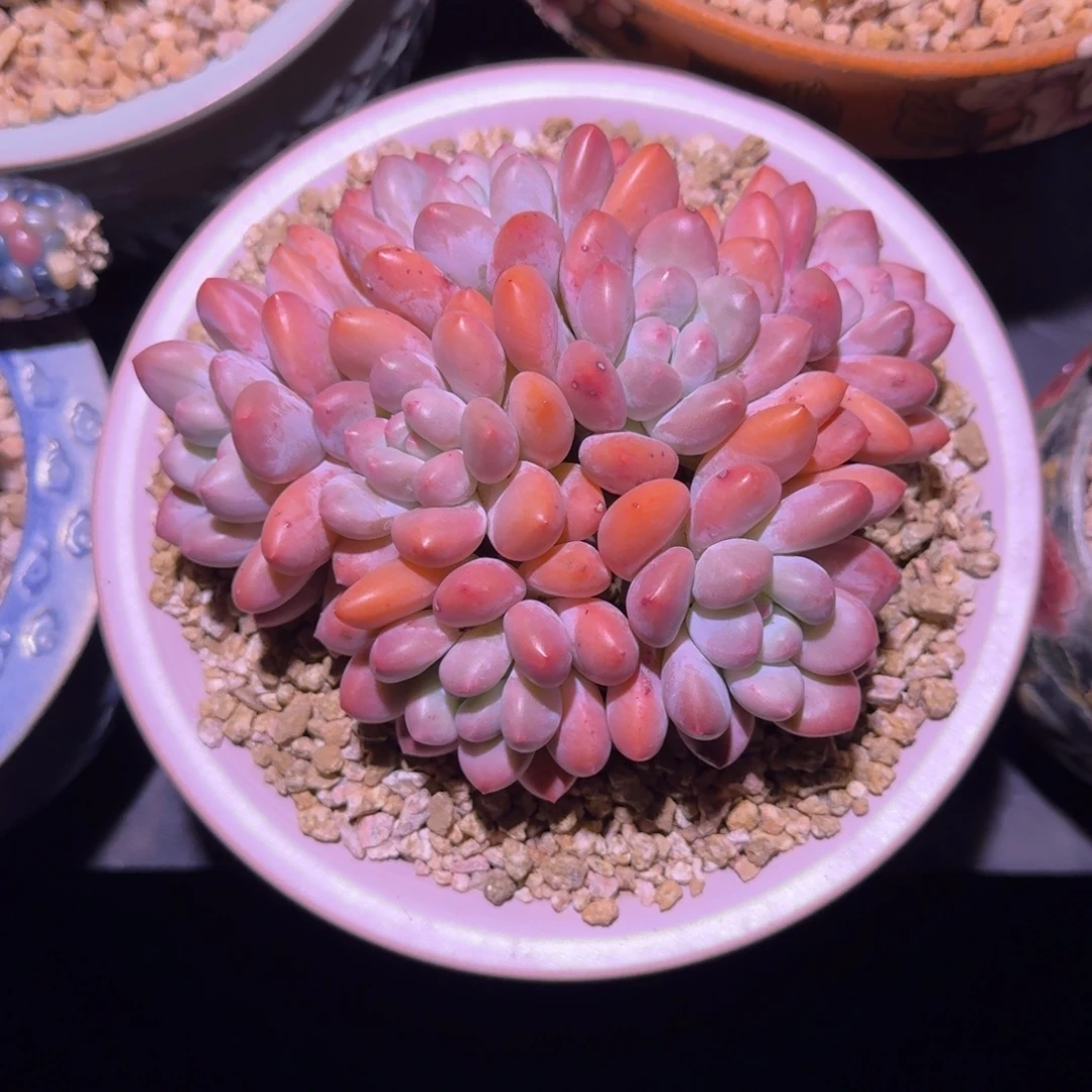 香水 群生 一物一拍