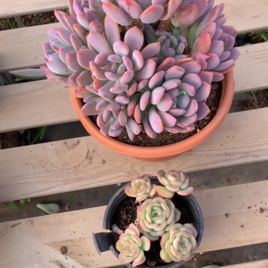 彭*组合多肉587135411