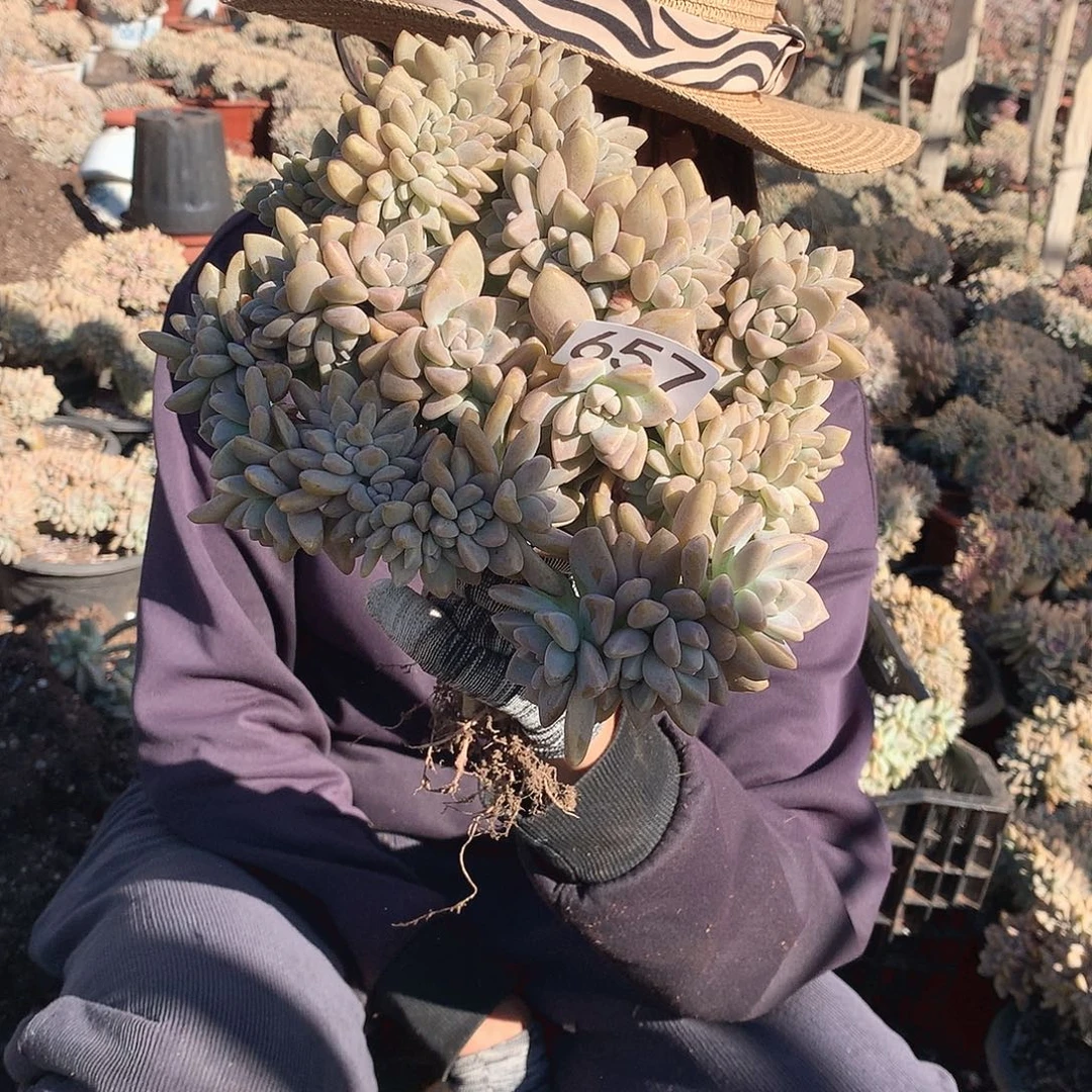 657 淡雪缀 一物一拍