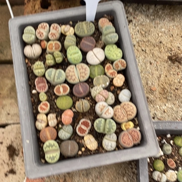 芳***姐生石花的季节到啦857