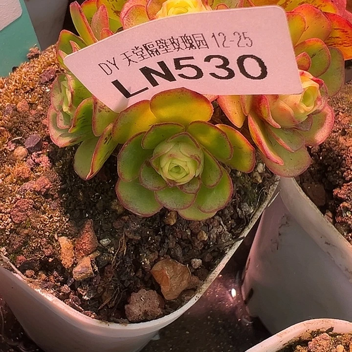 露妮朱朱530潘系白龙侧芽