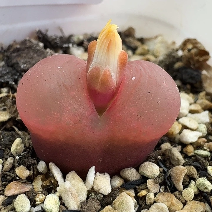 老马生石花2.3吕红977