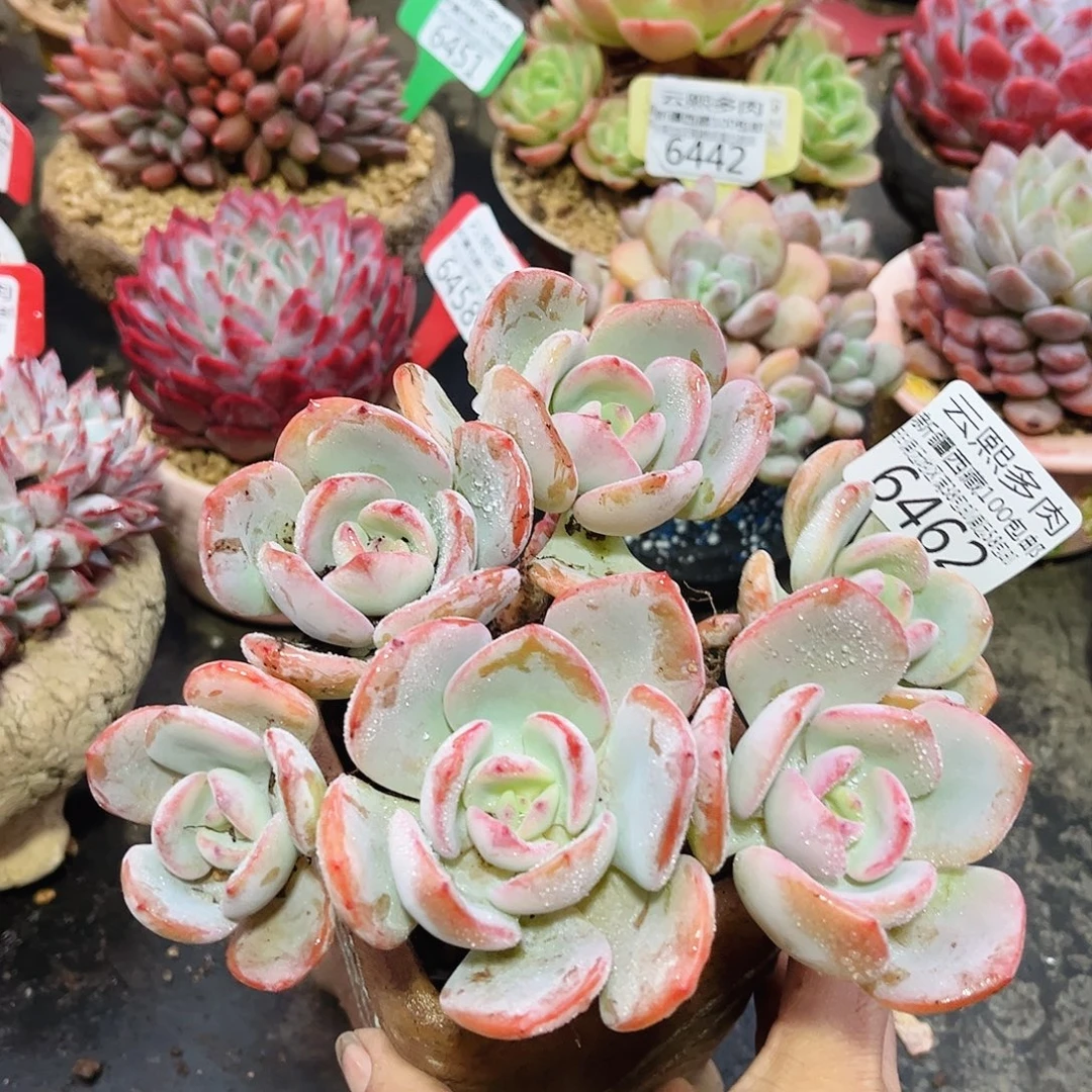 6462白月光。