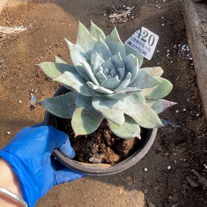 不**往420号布瑞东尼多肉植物