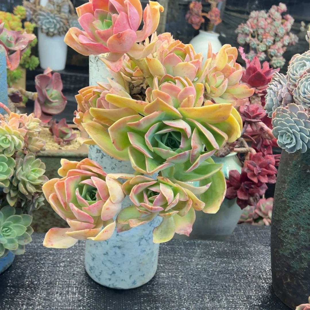 悬崖桃花仙子无砍福利价