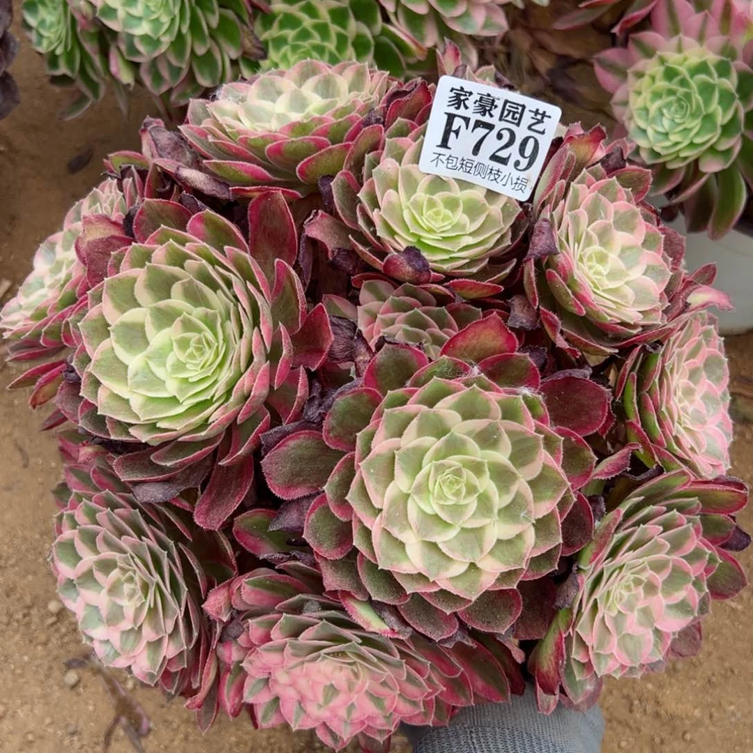 729孔雀翎尺寸30左右当年桩