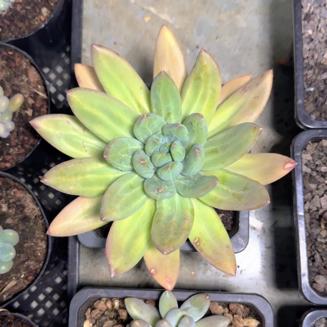 海洋之歌 单头 一物一拍