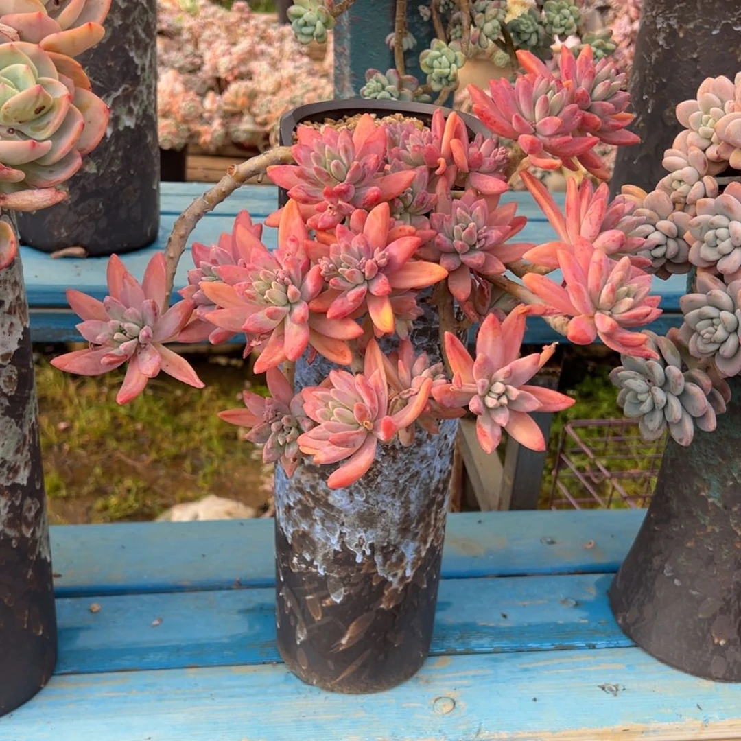 露养老桩脱土裸根秋丽