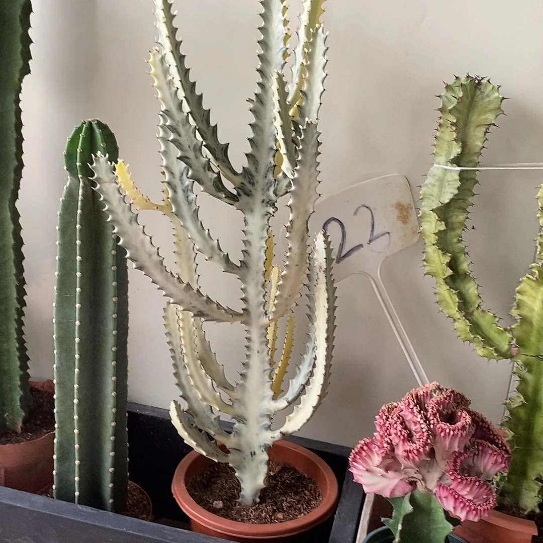 无花朵白龙骨一物一拍