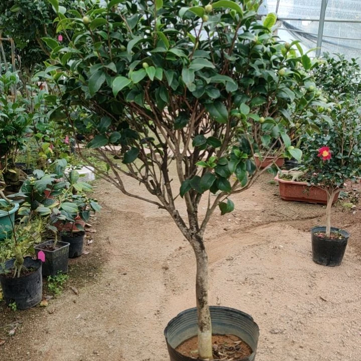 全部花苞金边无名 老吉