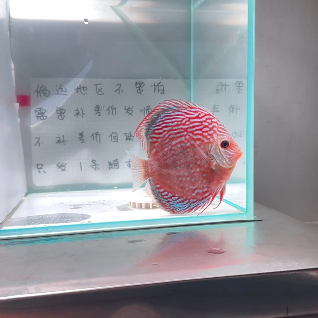 七彩神仙鱼七彩神仙鱼肉身9-10左右，偏远地区不要拍