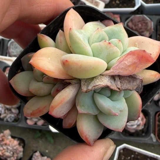 185泡芙多肉植物多