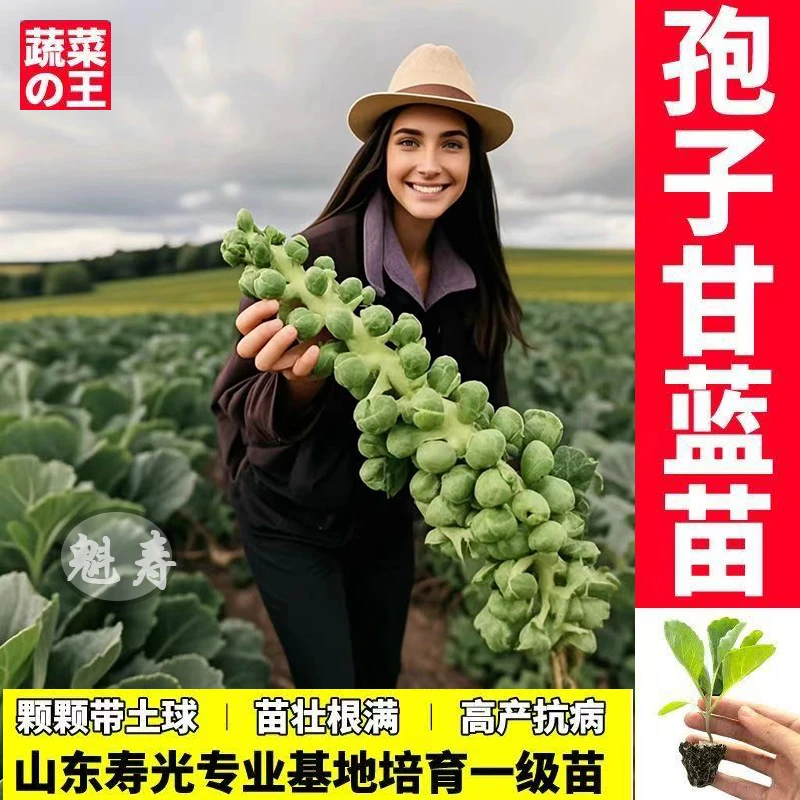 寿光迷你孢子甘蓝苗当季抱子甘蓝大苗盆栽耐寒高产串收小包菜种子