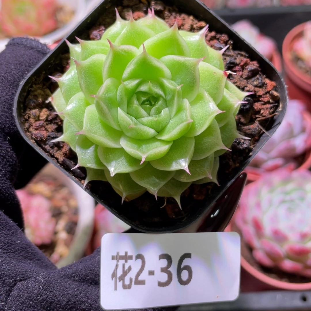 花利美2-36麦秆单头