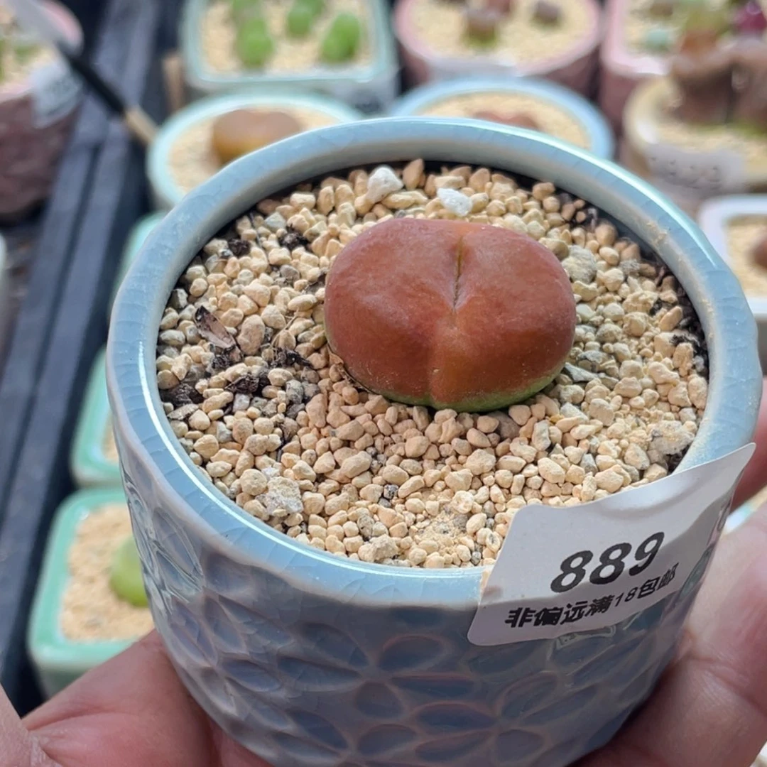 小***觉无花朵889-一物一拍带盆