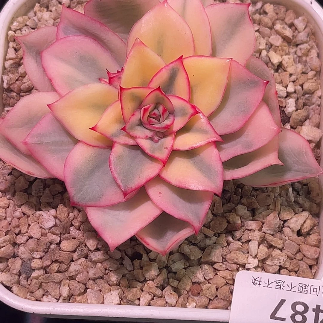 尚品园艺福利锦带崽有须根8487