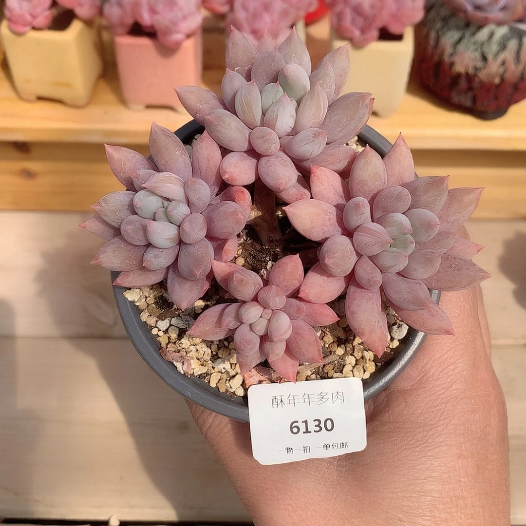 *️****6130所罗门多肉一颗