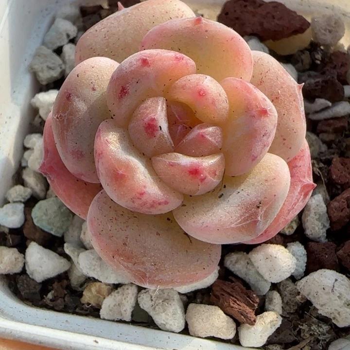 小卡拉米糖心一物一拍