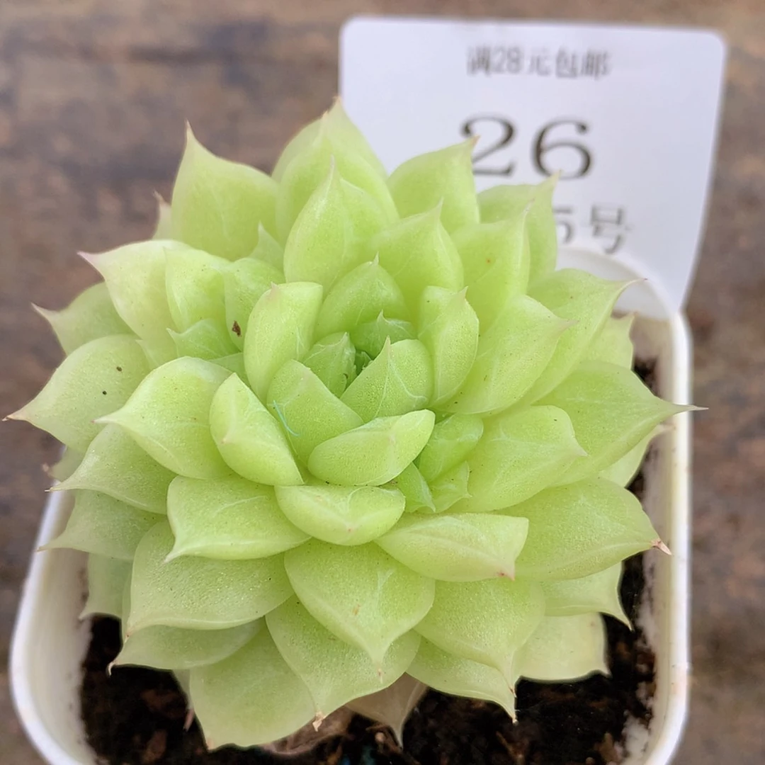 【闪购商品】云26号