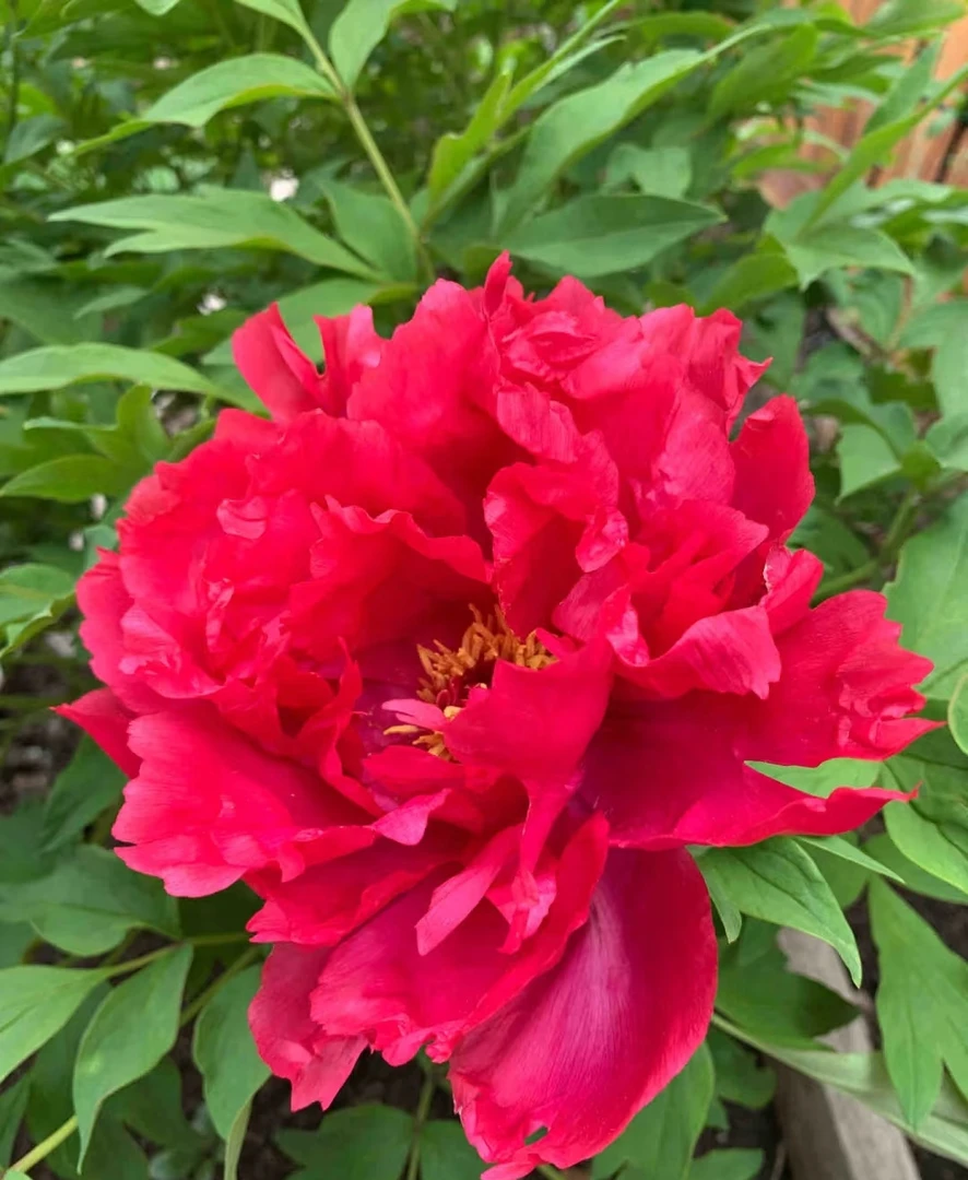 【芳纪】红色系牡丹苗(先发花肥秋季发花苗)