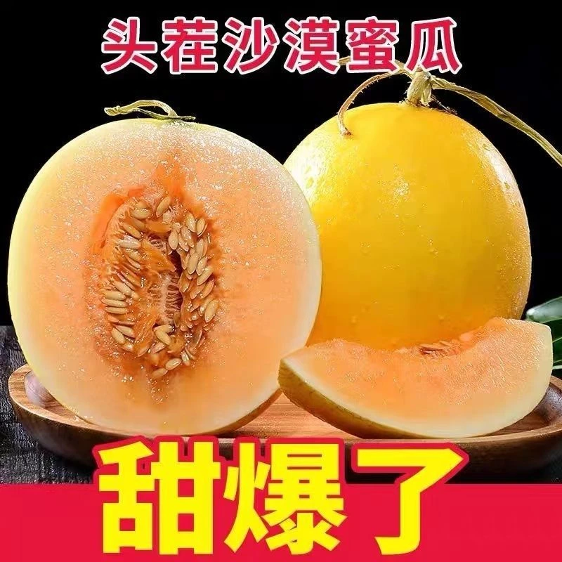 【产地直发】甘肃民勤沙漠蜜瓜黄河蜜金红宝蜜瓜带箱新鲜采摘发货