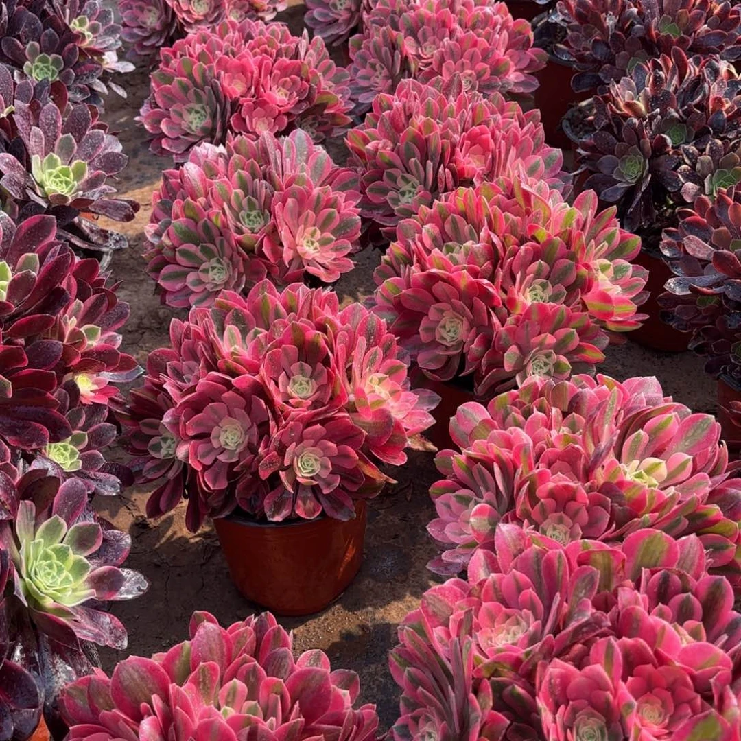 粉女巫绣球9.9多肉植物