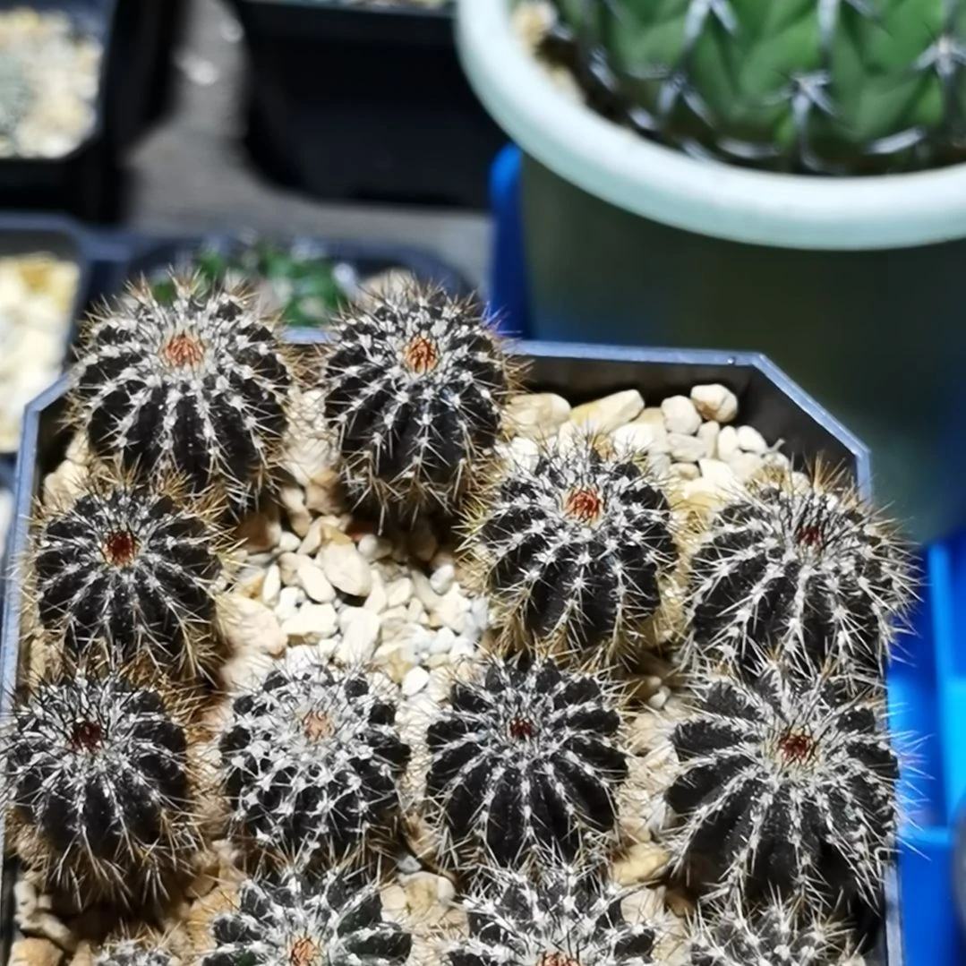 ＠***#实生尤伯球一物一拍