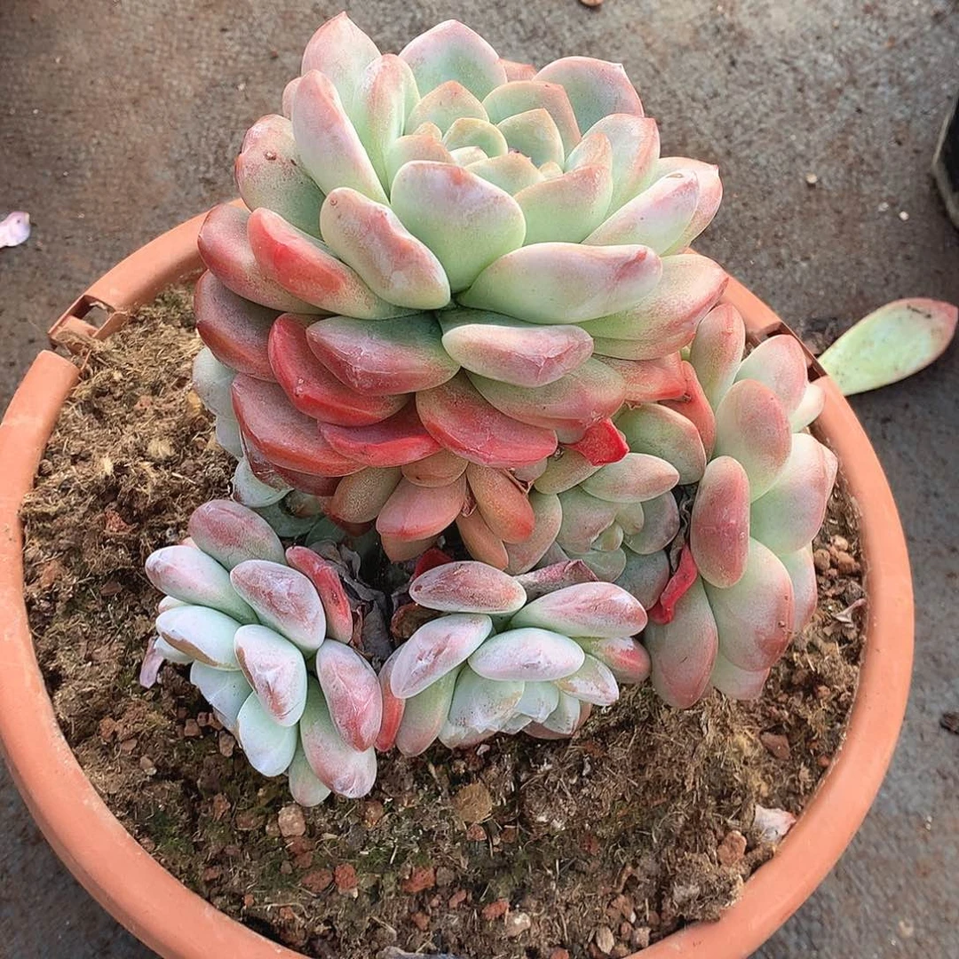 322冰玉一物一拍多肉