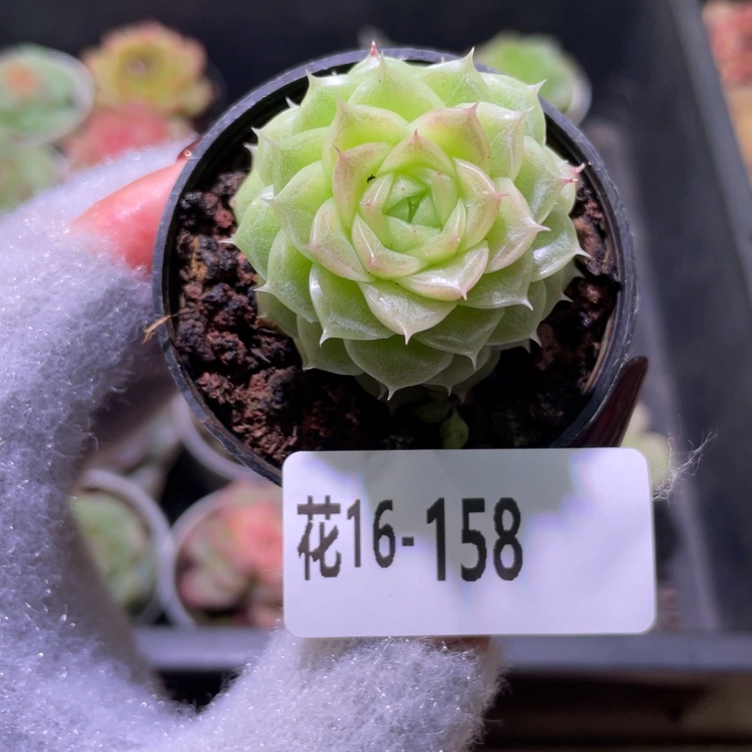 花利美16-158麦秆