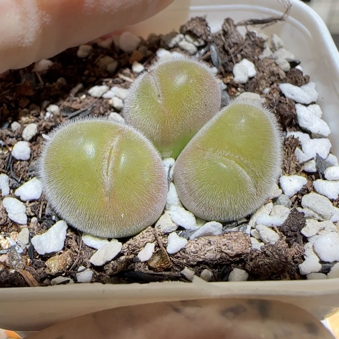 肉锥多肉植物百科5-长毛翠滴440