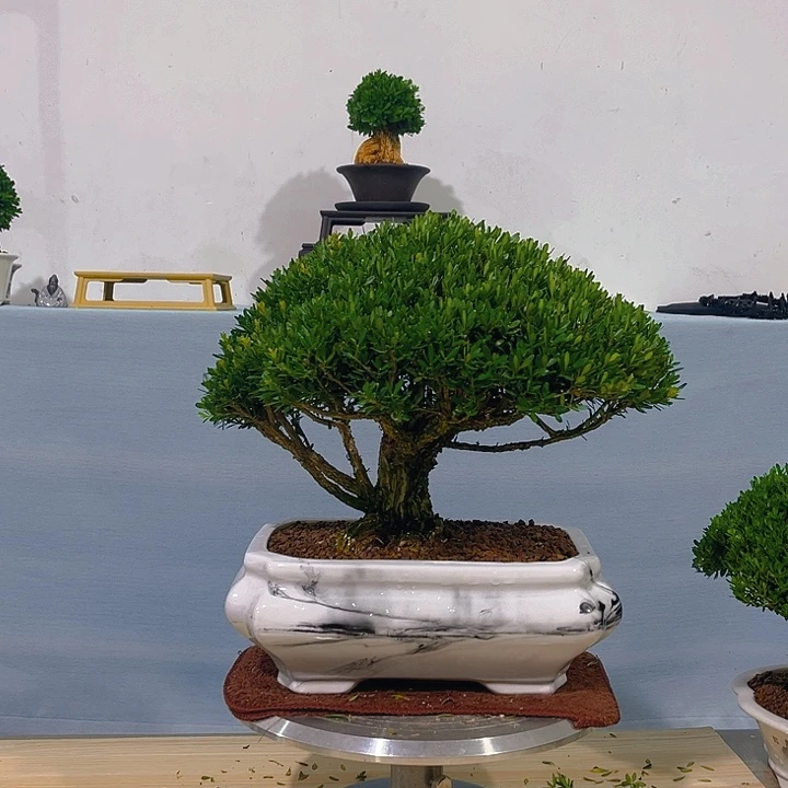 w***w无花朵福建黄杨一树一拍