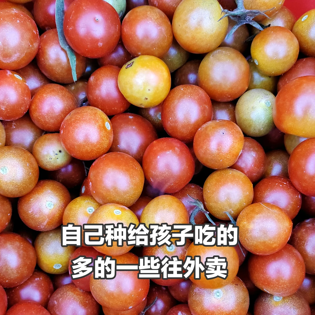 老马自种自吃原生态圣女果小番茄无农药化肥除草剂2斤多一盒
