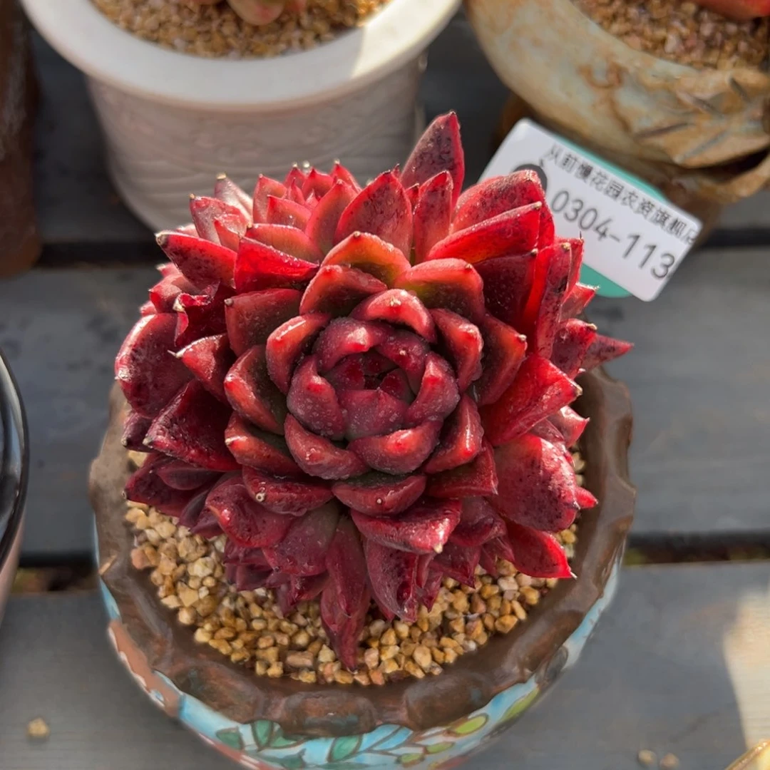 多肉一物一拍0304-113