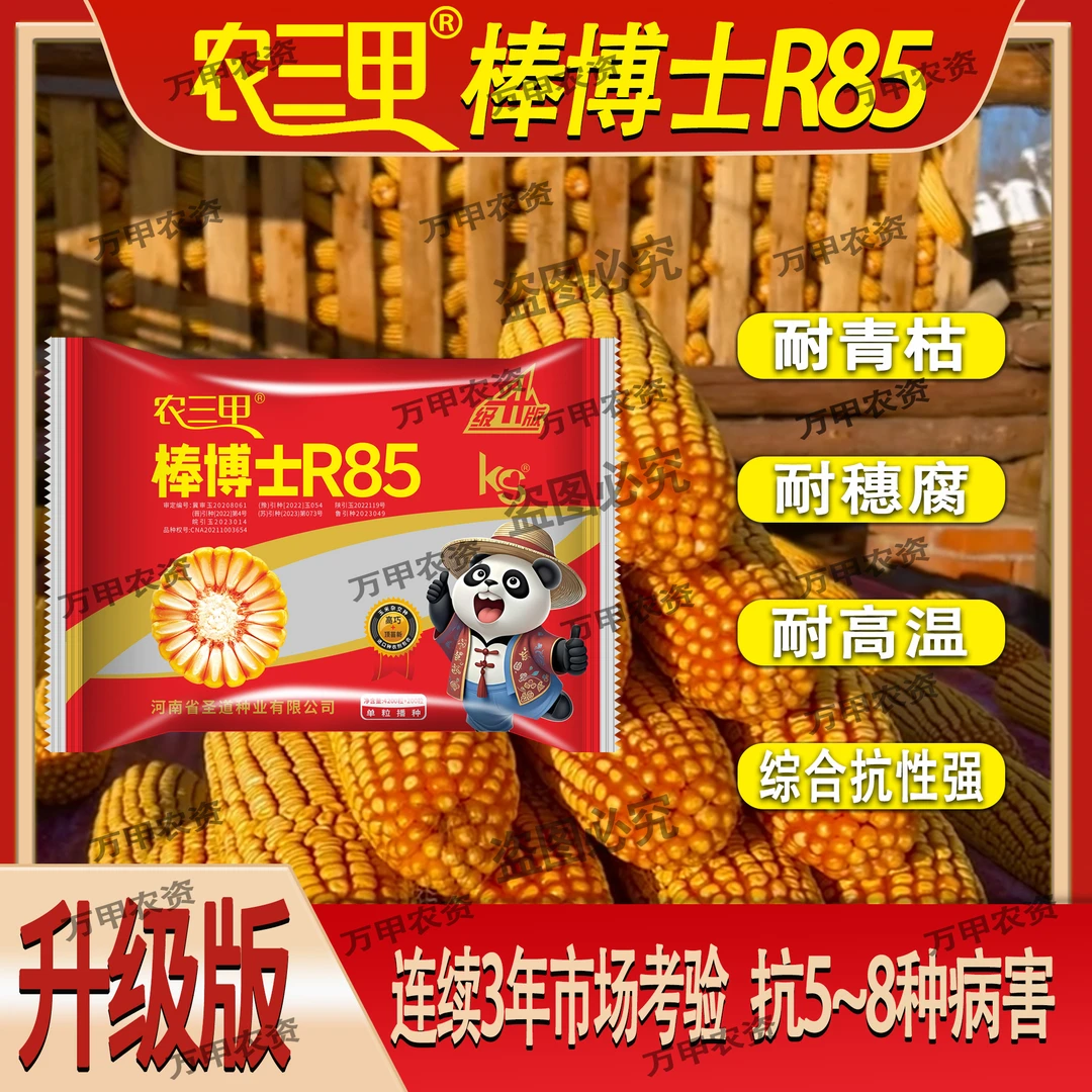 农三甲(棒博士R85)升级版 深马齿红轴矮杆大棒高产玉米品种
