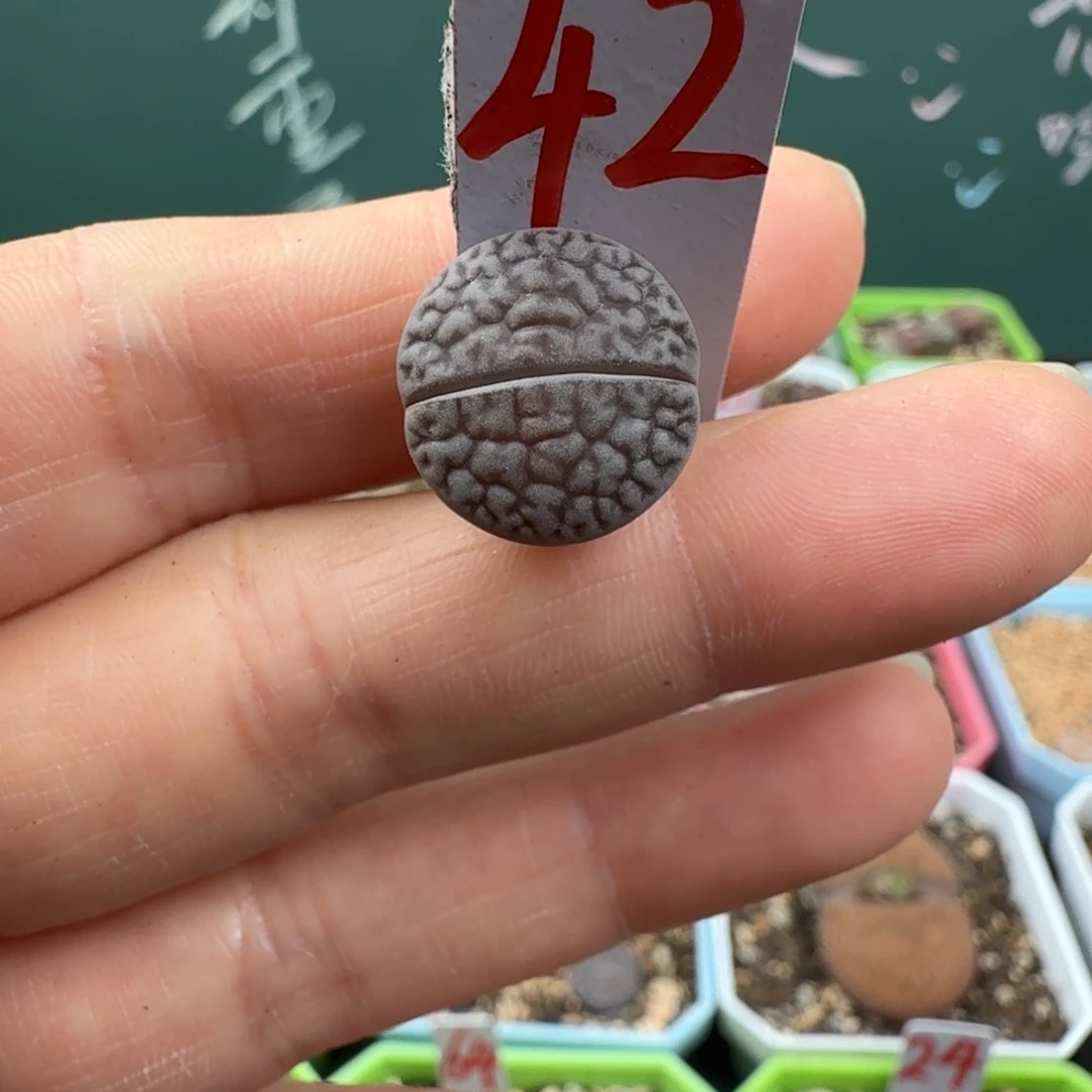 奥利奥脱土发货42