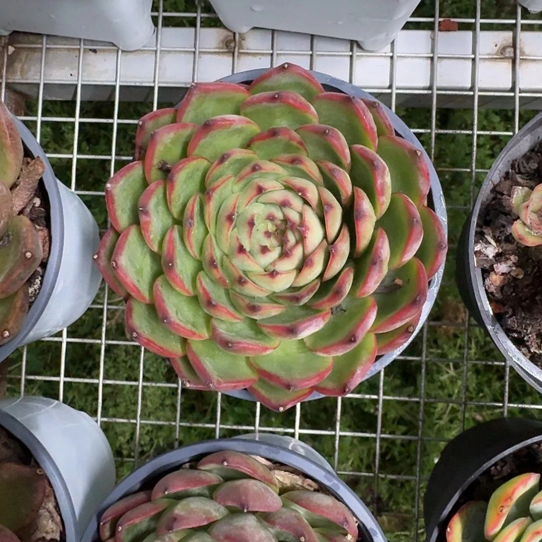 月亮石大单头12㎝盆参考