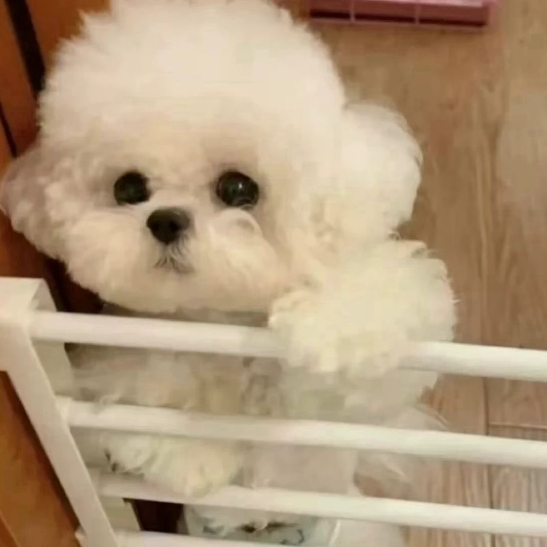 可爱比熊幼犬小型犬长不大不掉毛