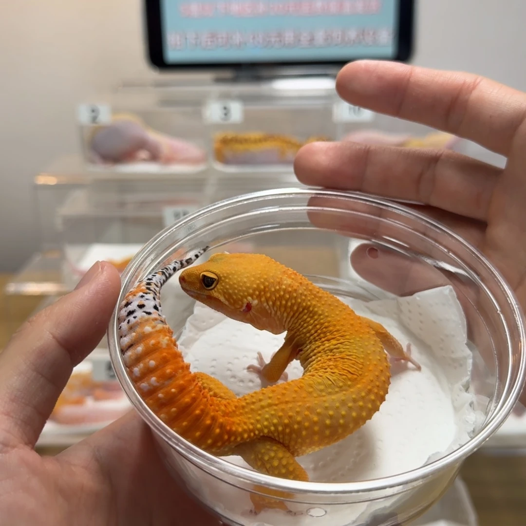 豹纹守宫蜜桔弟弟