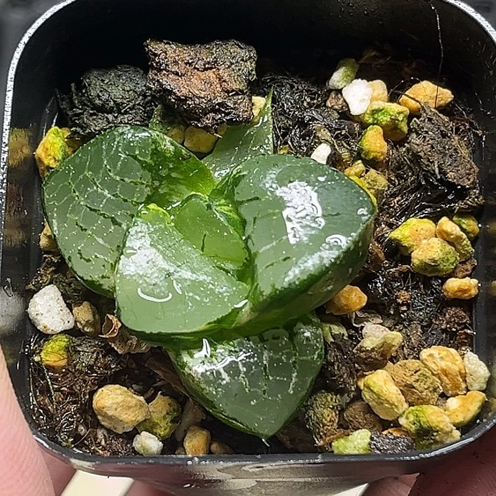 193丸叶龙禧克锦头家多肉十二卷