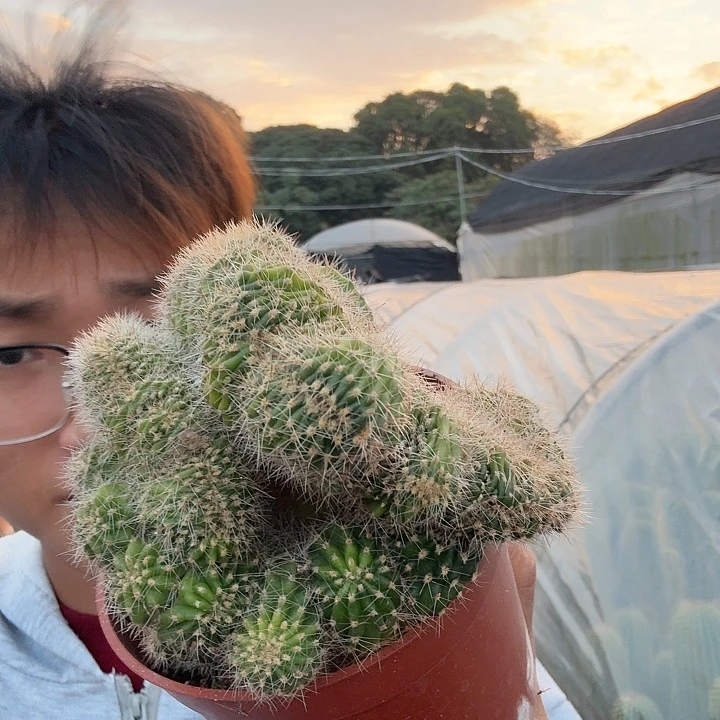 豪***8无花朵彩草哈哈哈哈哈哈呼呼