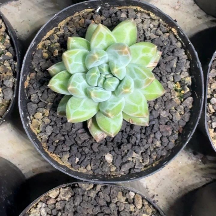 青花瓷 单头  一物一拍