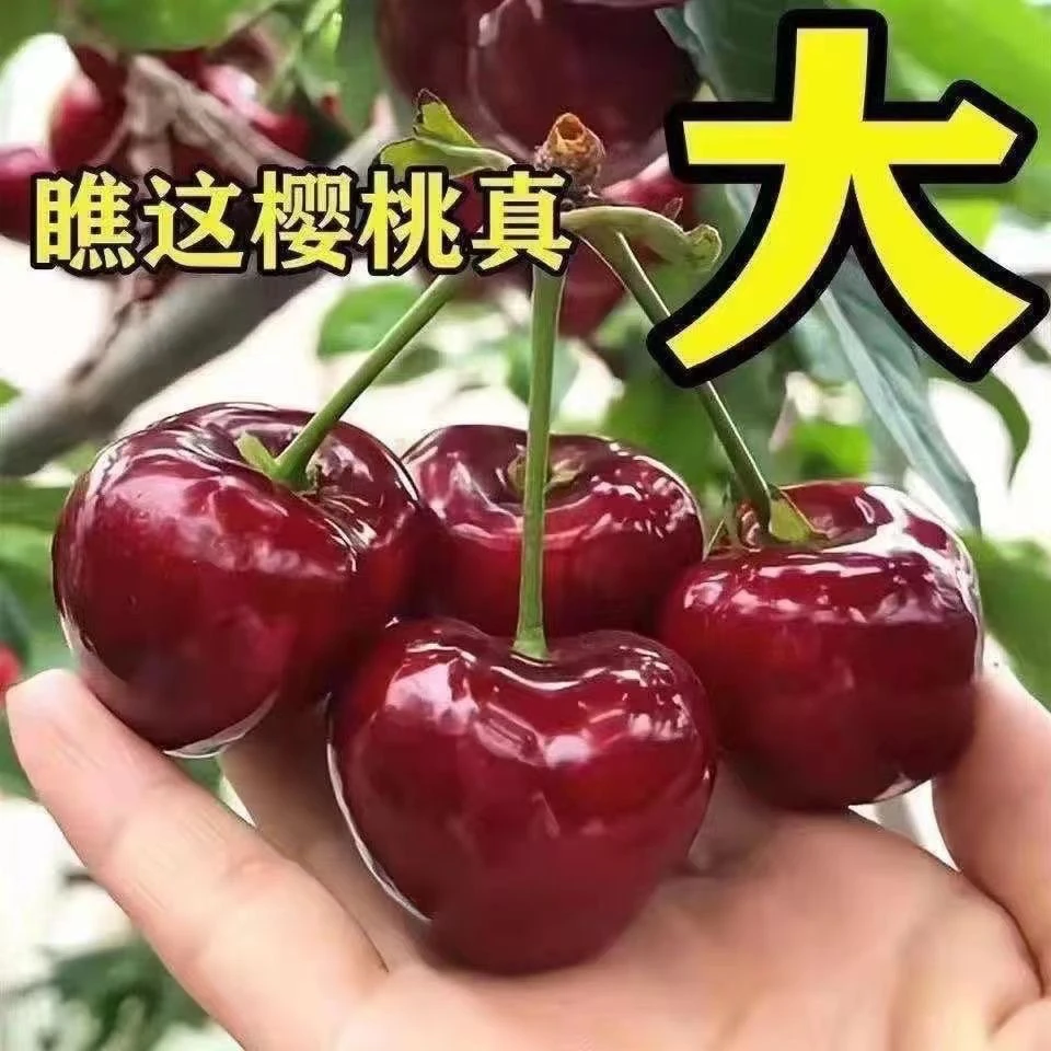 车厘子大樱桃树苗嫁接樱桃树盆栽地栽阳台庭院果树苗南方北方种植