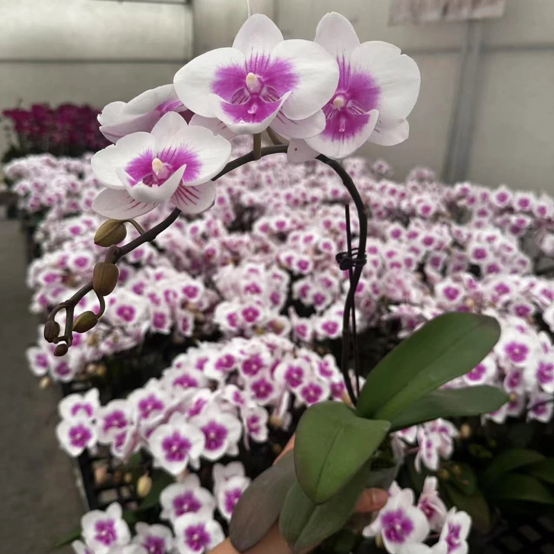 《小婚纱》 精品蝴蝶兰 耐开好养 轻奢高级 室内花花